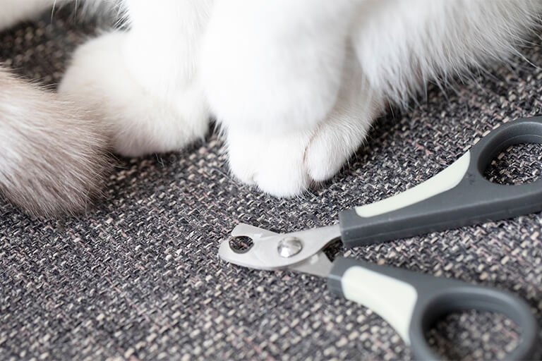 猫の足と爪切り